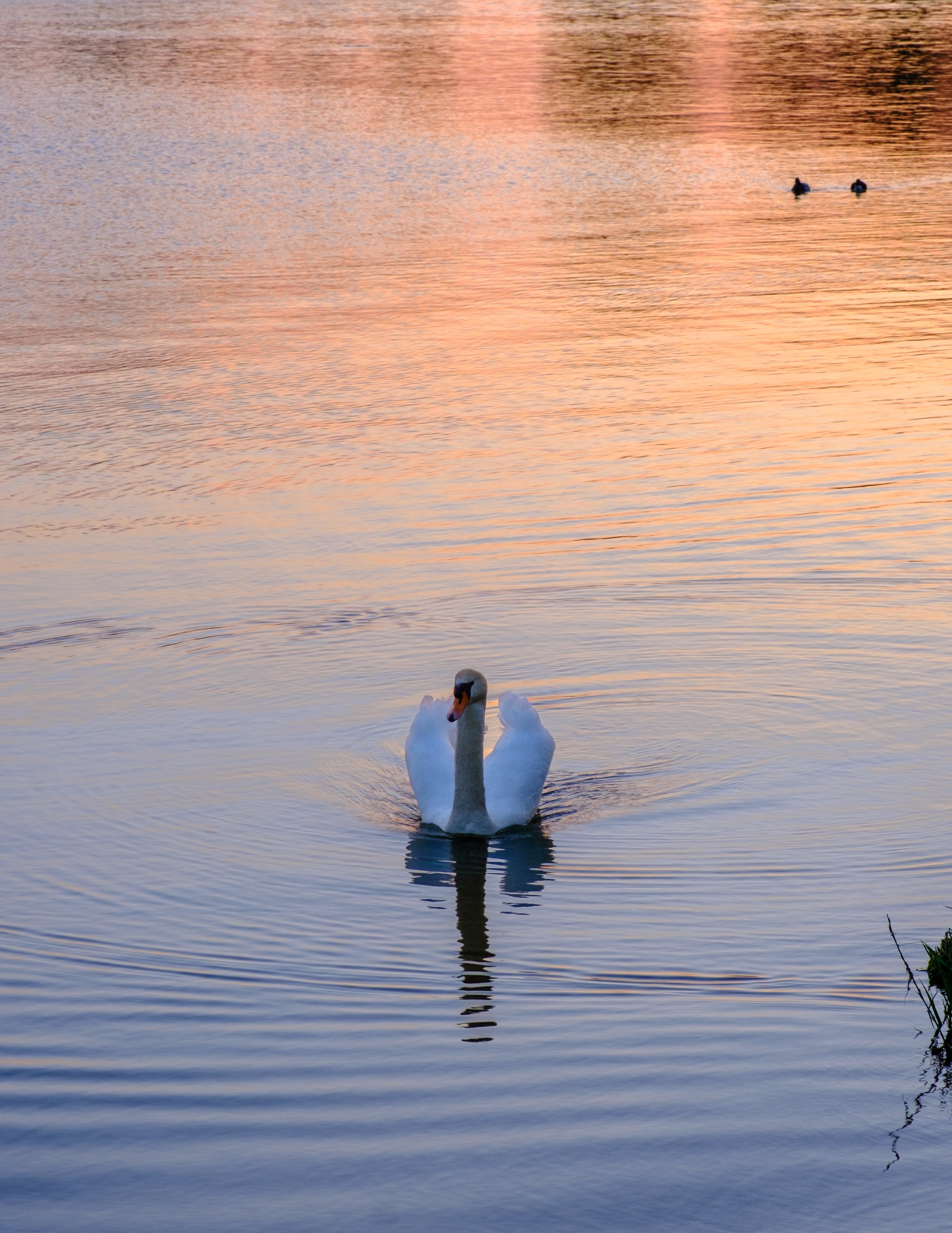 Swan during a beautiful sunset in Limburg, The Netherlands, taken with the Fujifilm X-T4 camera, by Isabel Dröge